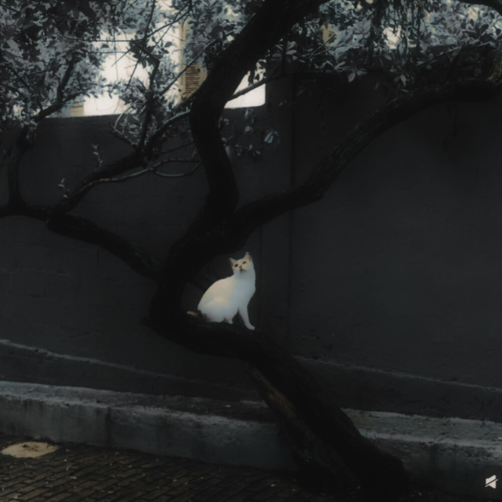 莫郁华，你的理想还长存吗？