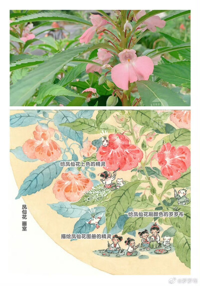凤仙花