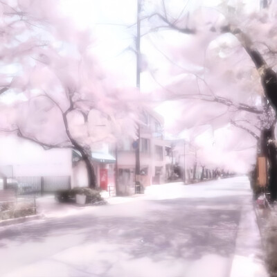 さくら // sakura . 川井春希