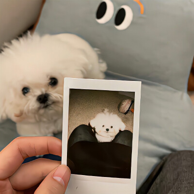 幸福就像猫追自己的尾巴 ₌᳐･֊･₌᳐੭
