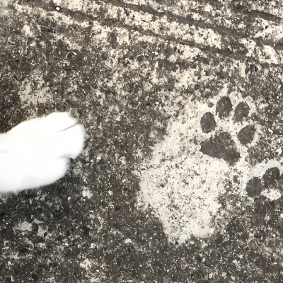 柳智敏