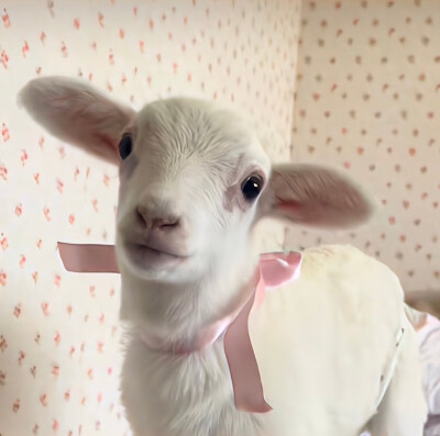 女生头像（侵删）（也可用作朋友圈背景喔）