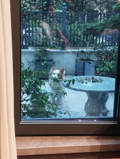 请看小狗！放假啦需要补的宝宝dd