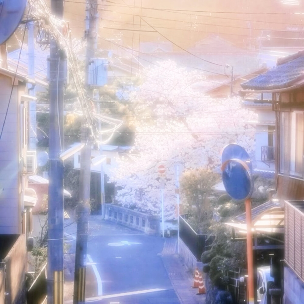热恋樱花树下