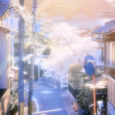 热恋樱花树下