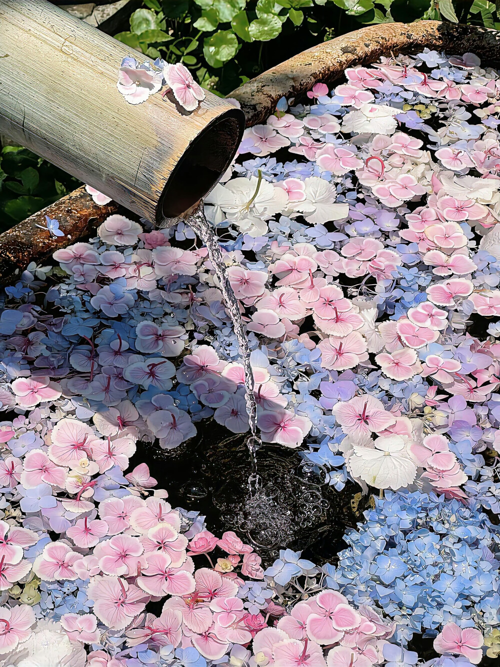 无尽夏背景图 绣球花背景图