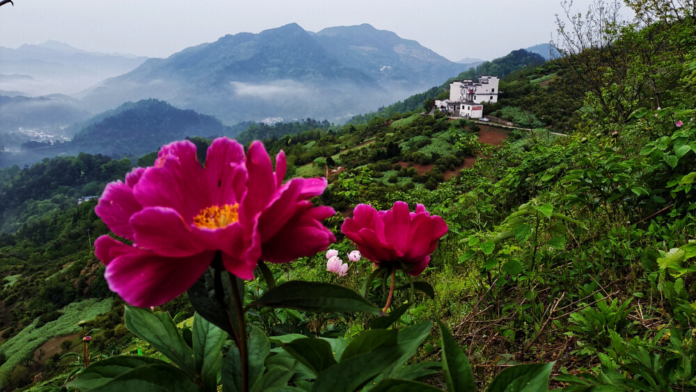 坡山的自然风景：近观山坡上的芍药花鲜艳醒目，远看山脊间坐落的农家乐，眺望远方薄雾缭绕曼如仙境的山峦，组合呈现一副美丽的自然风景画。