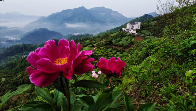 坡山的自然风景：近观山坡上的芍药花鲜艳醒目，远看山脊间坐落的农家乐，眺望远方薄雾缭绕曼如仙境的山峦，组合呈现一副美丽的自然风景画。