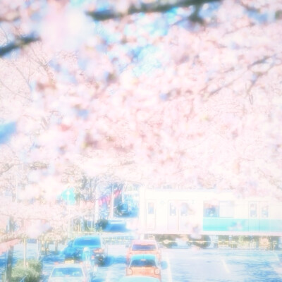 热恋樱花树下