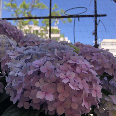 夏天 花