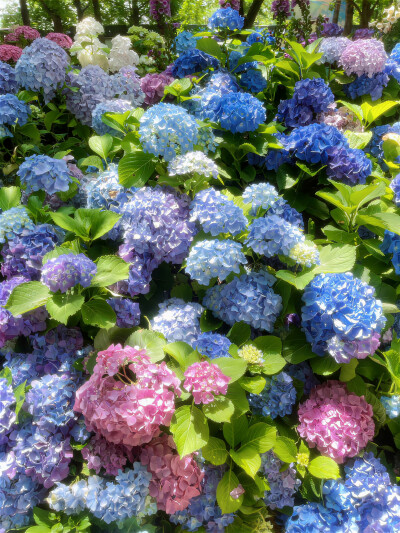 无尽夏背景图 绣球花背景图