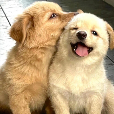 可爱
