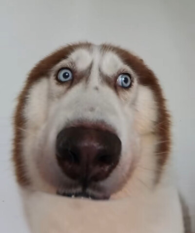 头像，来源网图