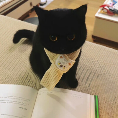 猫猫头像