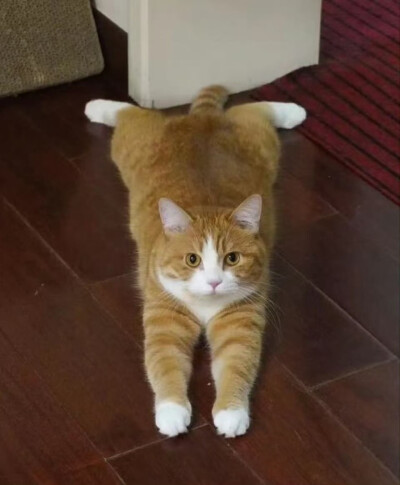 猫猫头像