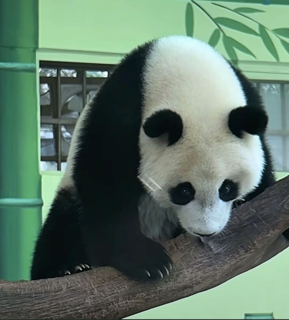 妹猪:妈妈好凶，不是在骂我吧