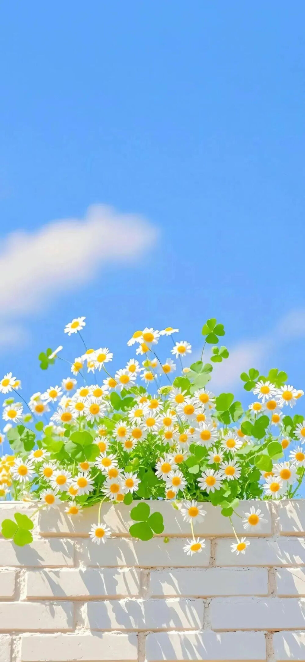 清新 壁纸 夏日