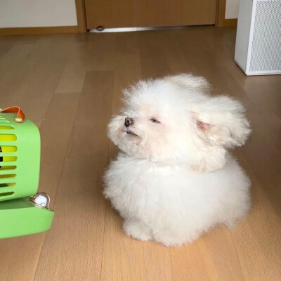 可爱