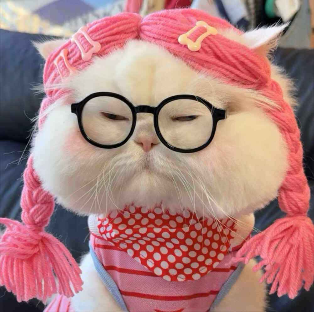 猫猫头像