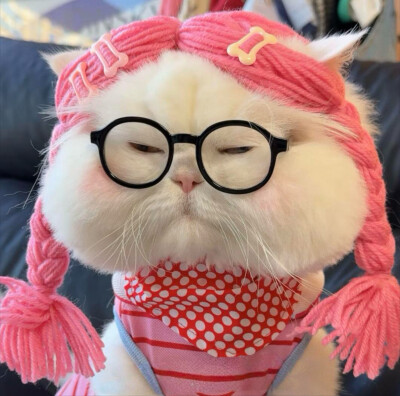 猫猫头像
