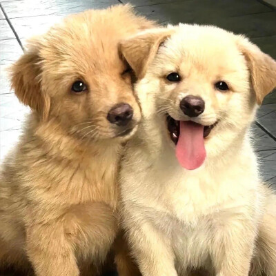 可爱