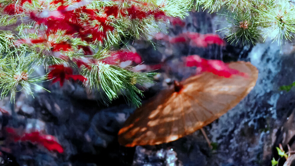 恋恋红尘
图：粟奈