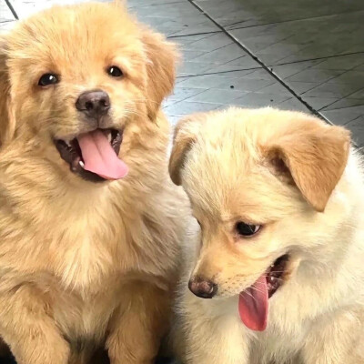 可爱
