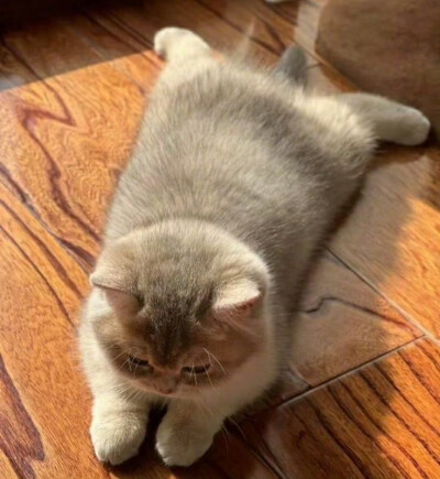 猫猫头像