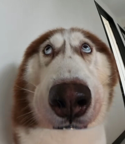 头像，来源网图