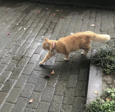猫咪