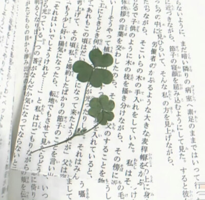 .˚幸运的化身₊⋆․⁺​​​四叶草