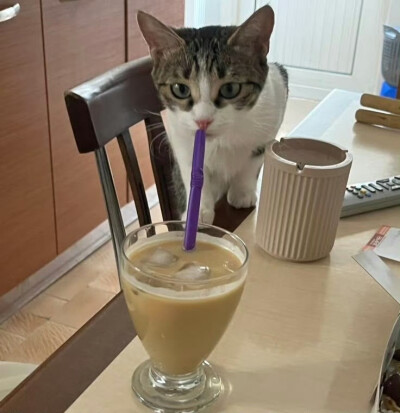(⃔ *`꒳´ * )⃕↝ 