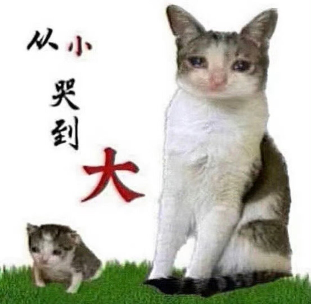 (⃔ *`꒳´ * )⃕↝ 