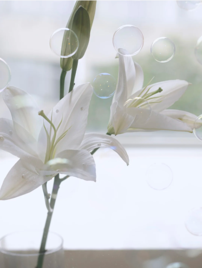 百合花背景图