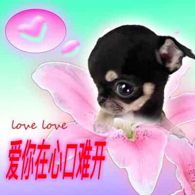 吉娃娃