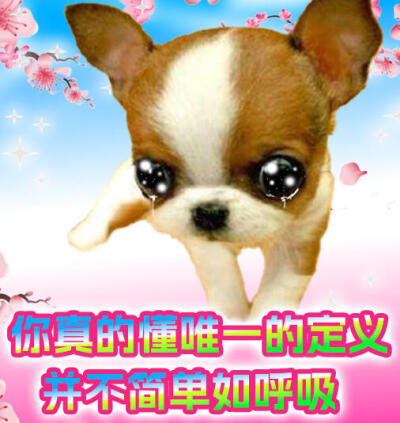 吉娃娃