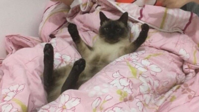 (⃔ *`꒳´ * )⃕↝ 