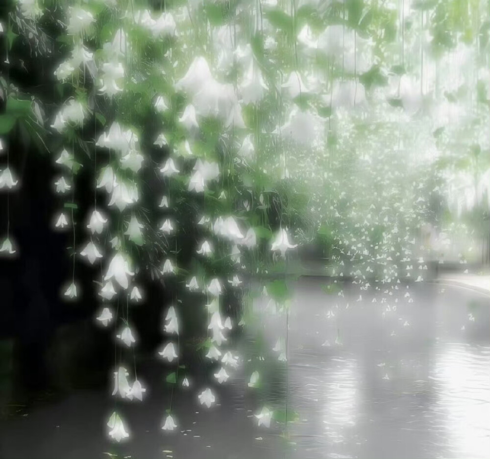 .˚幸运的化身₊⋆․⁺​​​四叶草