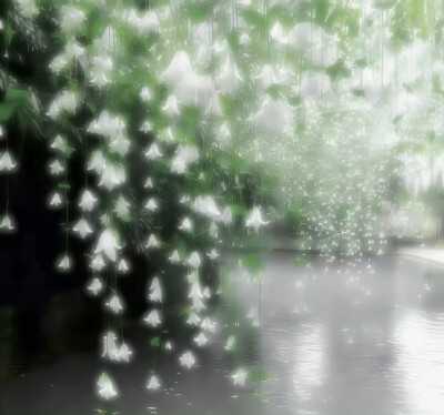 .˚幸运的化身₊⋆․⁺​​​四叶草