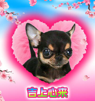 吉娃娃