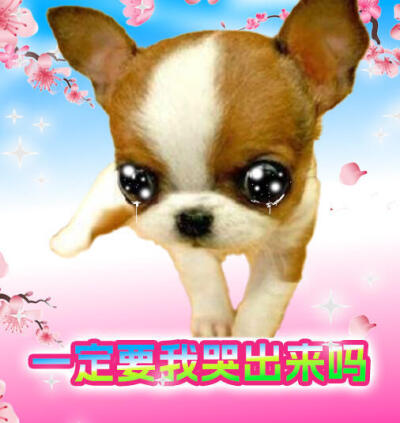 吉娃娃