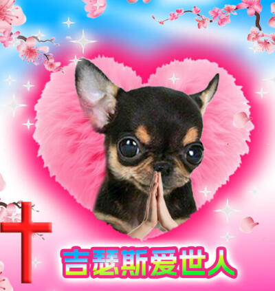吉娃娃
