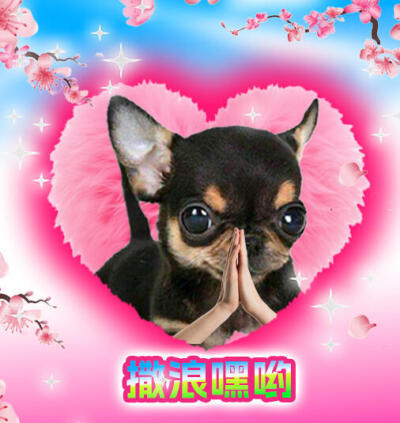 吉娃娃