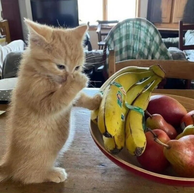 (⃔ *`꒳´ * )⃕↝ 