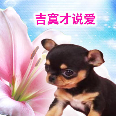 吉娃娃