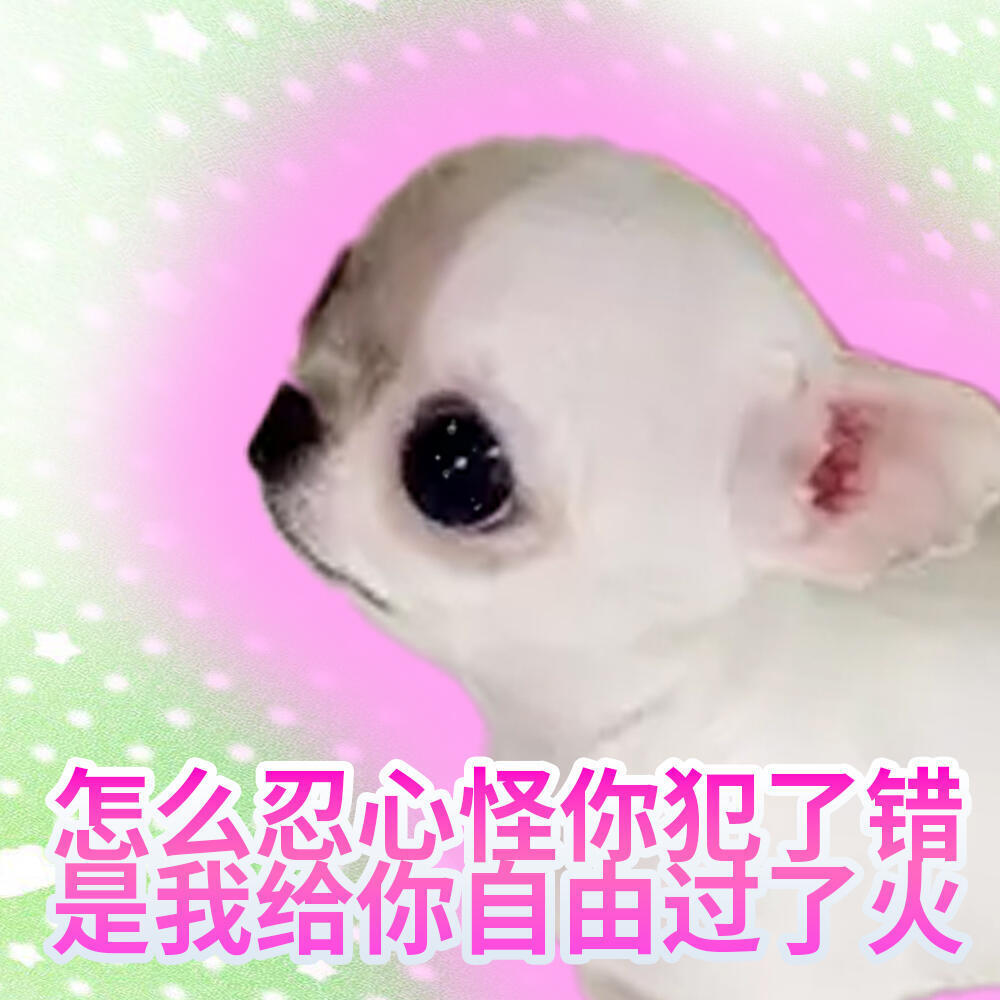 吉娃娃