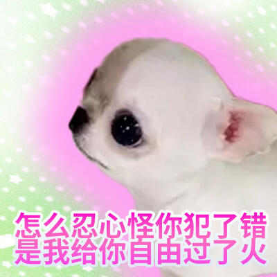 吉娃娃