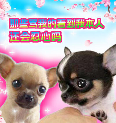吉娃娃