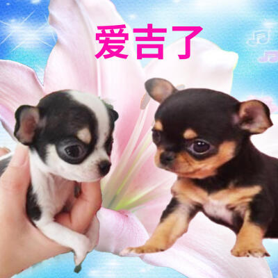 吉娃娃