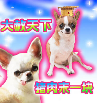 吉娃娃